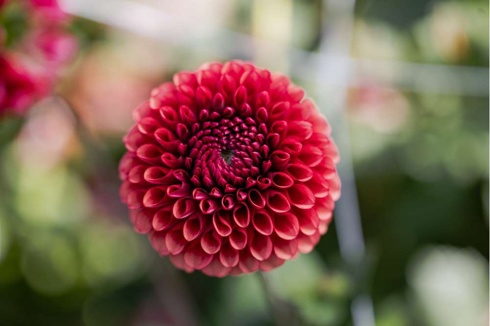 Dahlia 'Copper Boy'